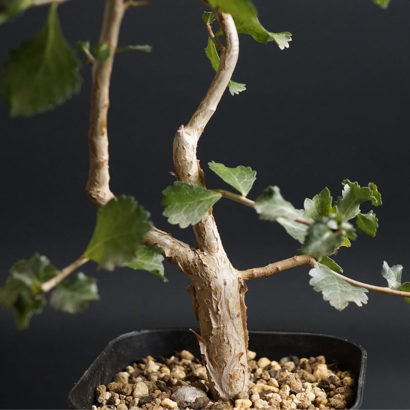 コミフォラ ワイティ Commiphora wightii 20s Commiphora wightii