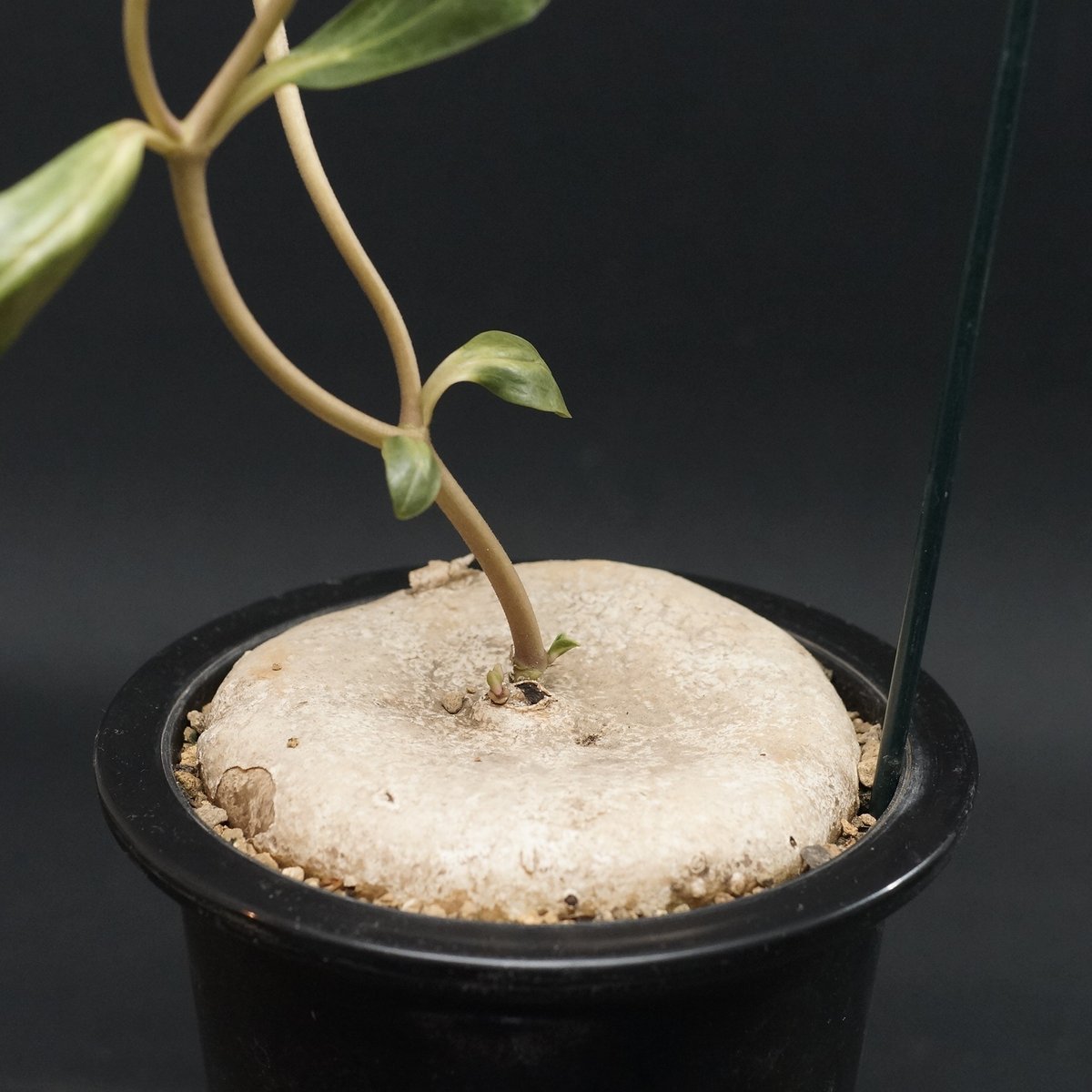 Brachystelma plocamoides Brachystelma plocamoides