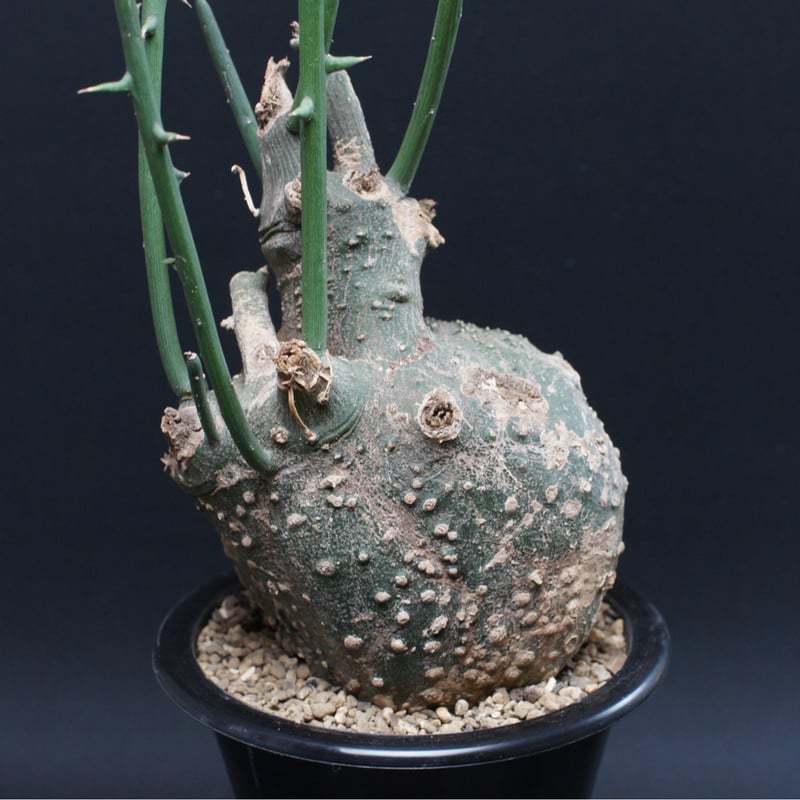 アデニア・グロボーサ Adenia globosa 大株 アデニア グロボーサ 