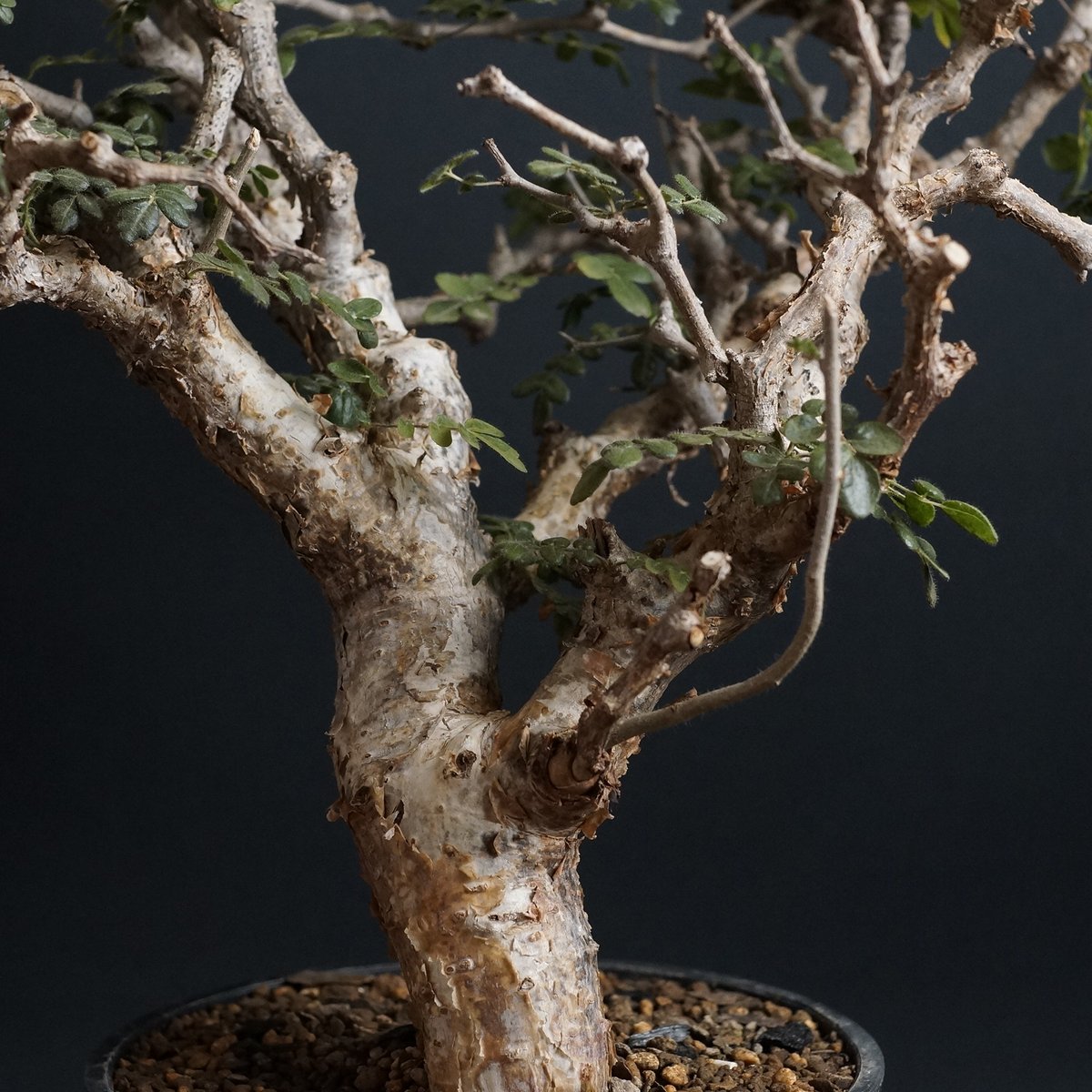 塊根植物 多肉植物】コミフォラ モンストローサ 美樹形