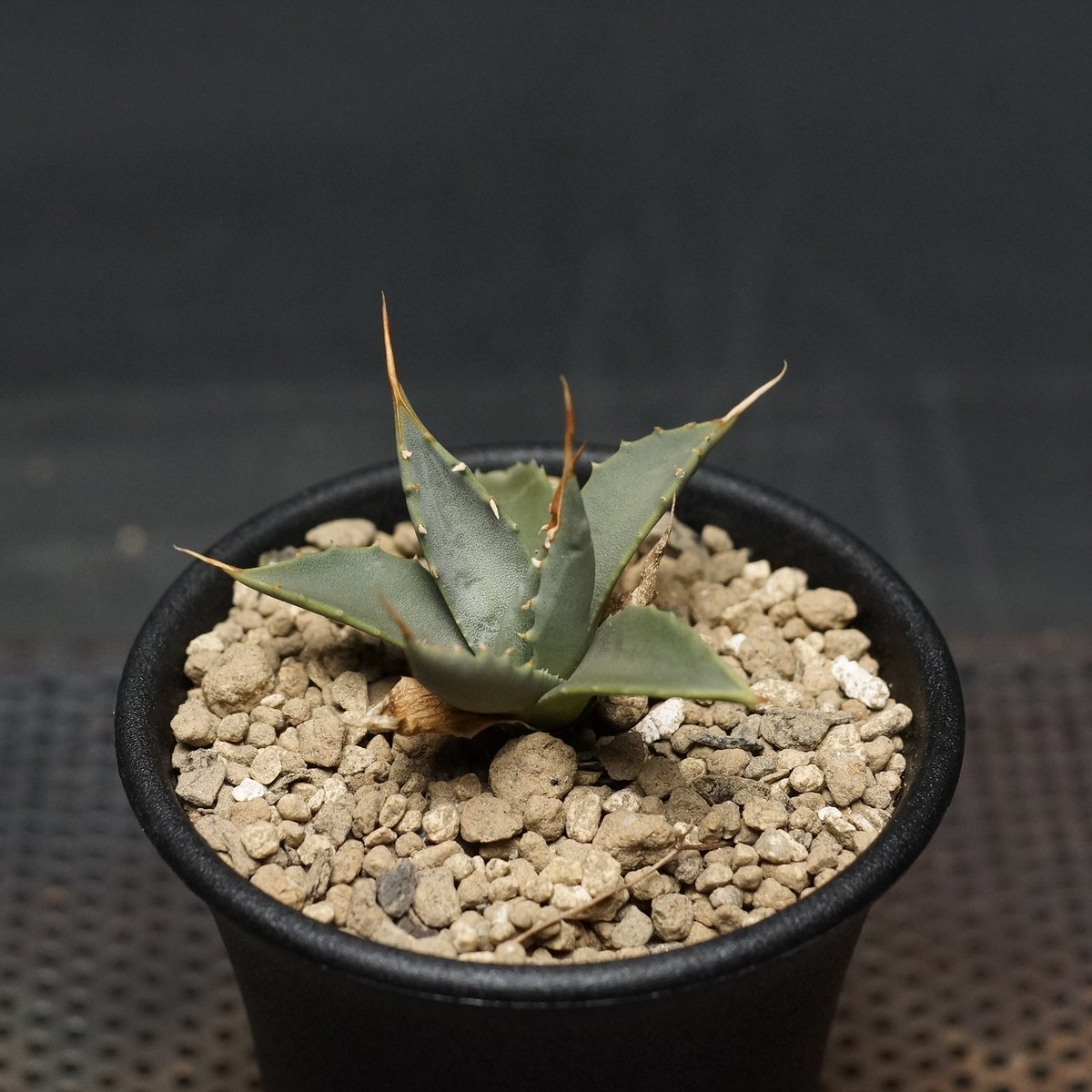 ど*し様 アガベ utahensis eborispina ユタエンシス ロング Agave utahensis var. eborispina