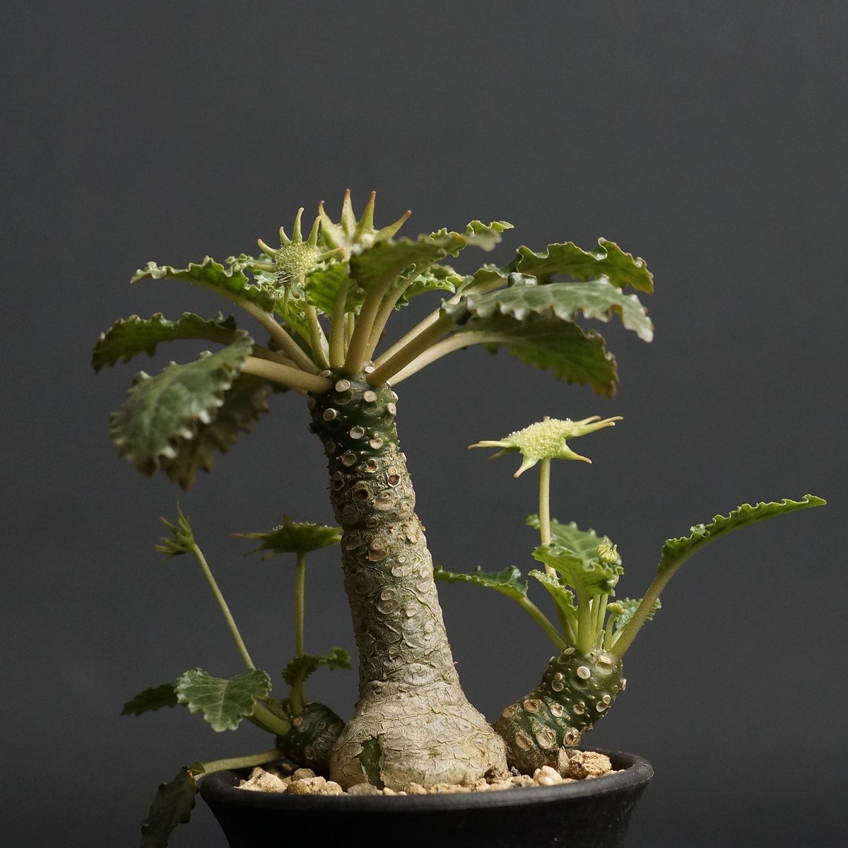 Dorstenia horwoodii hyb