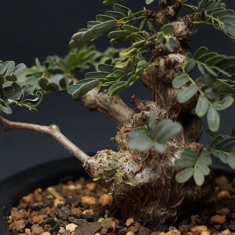 Senna meridionalis
