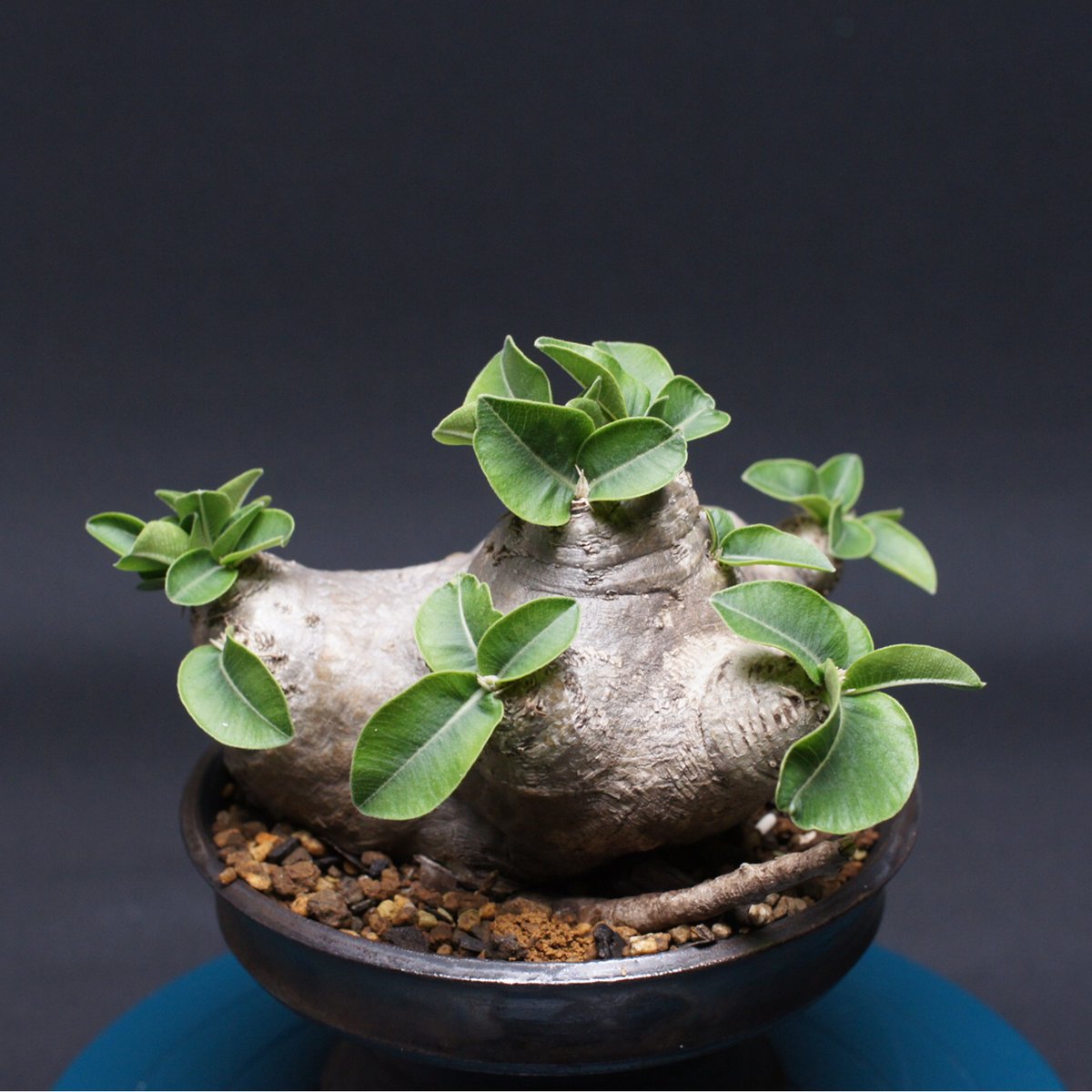 パキポディウム 恵比寿笑い Pachypodium brevicaule ⑪ パキポディウム ブレビカウレ【恵比寿笑い】 