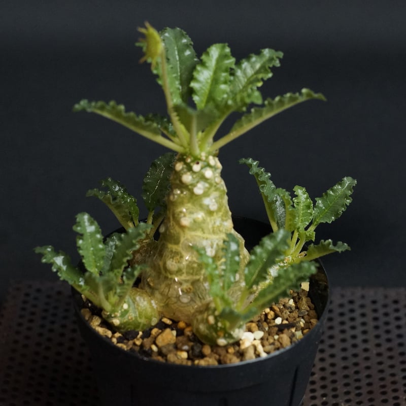 Dorstenia horwoodii hyb