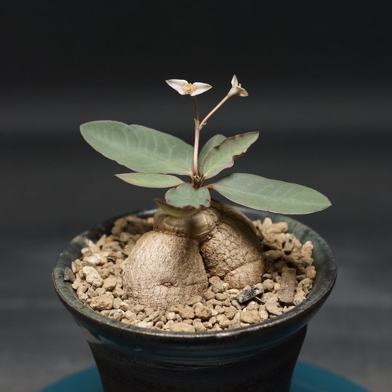 Euphorbia moratii
