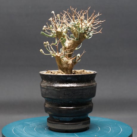 t*n様 オトンナ ユーフォルビオイデス 超特大サイズ 格安 セールのお知らせ！ オトンナ・ユーフォルビオイデスが数量限定でお