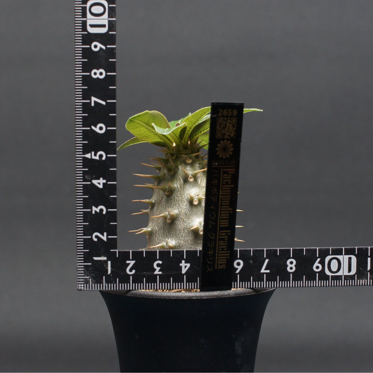 GIRUVI Pachypodium Gracilius グラキリス パキポディウム グラキリス 