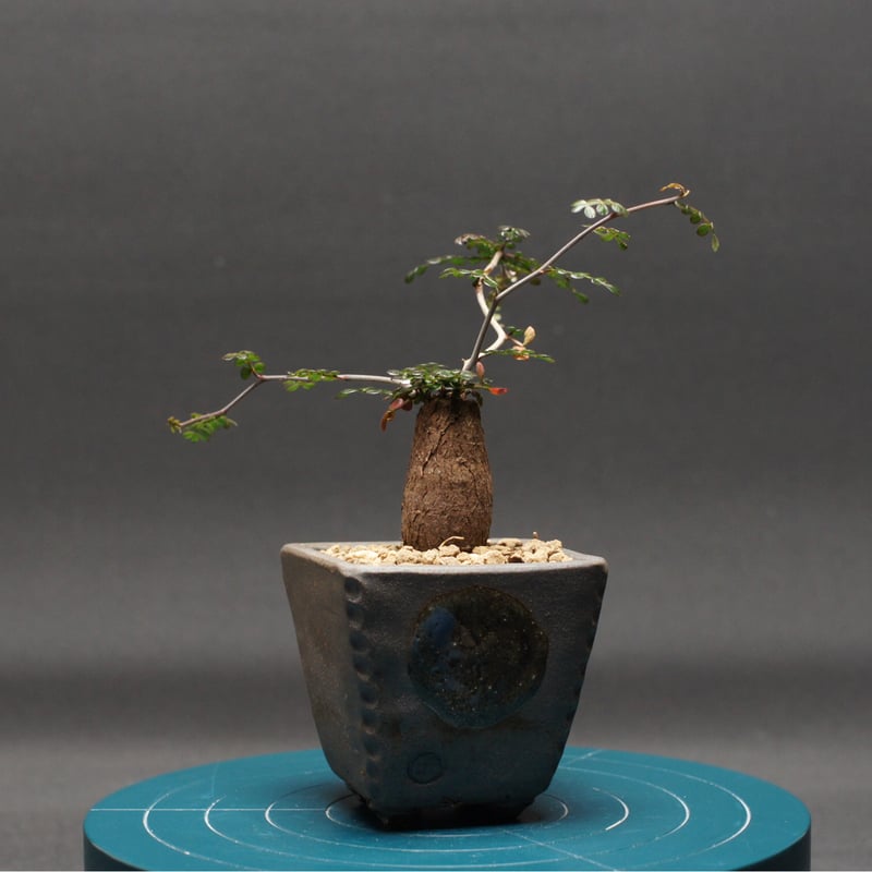 オペルクリカリア パキプス　Operculicarya pachypus オペルクリカリア パキプス Operculicarya pachypus | mana's f