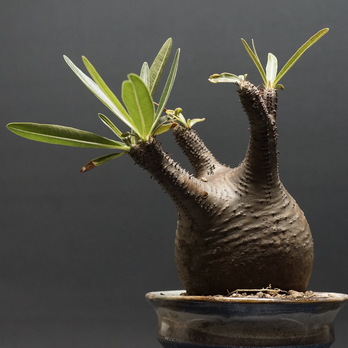 Pachypodium Gracilius