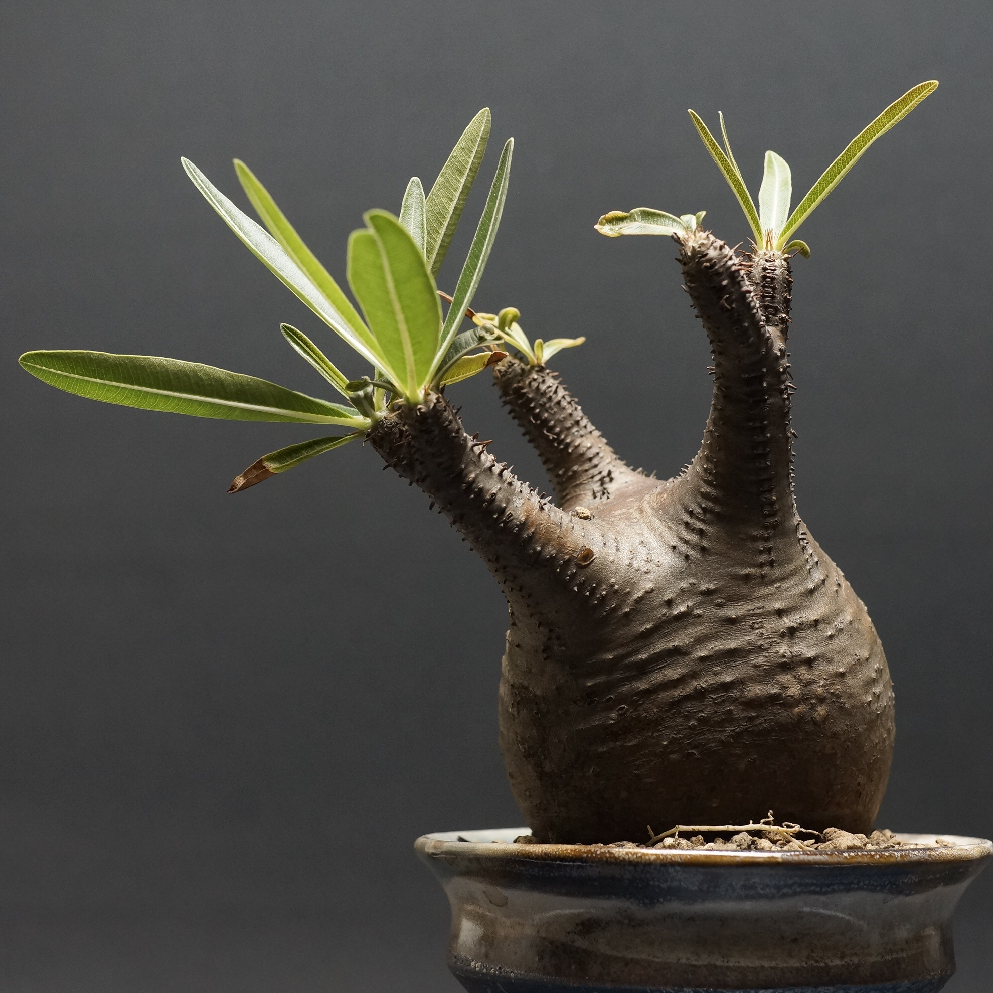 パキポディウム グラキリス Pachypodium gracilius ⑤ Pachypodium Gracilius