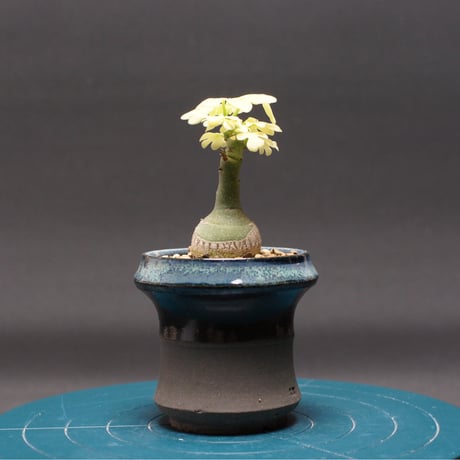 アデニア | STORES