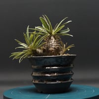 "Pachypodium Gracilius" パキポディウム グラキリス 管理2332