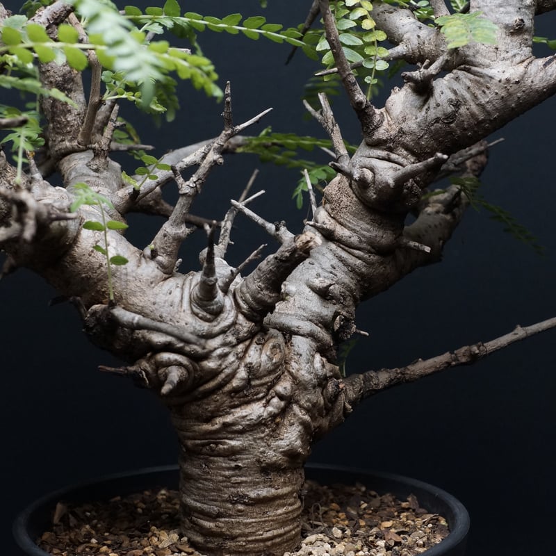 Boswellia Neglecta