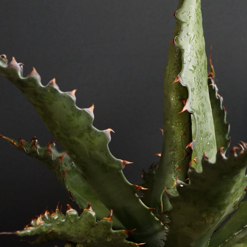Agave gentryi 'Jaws'