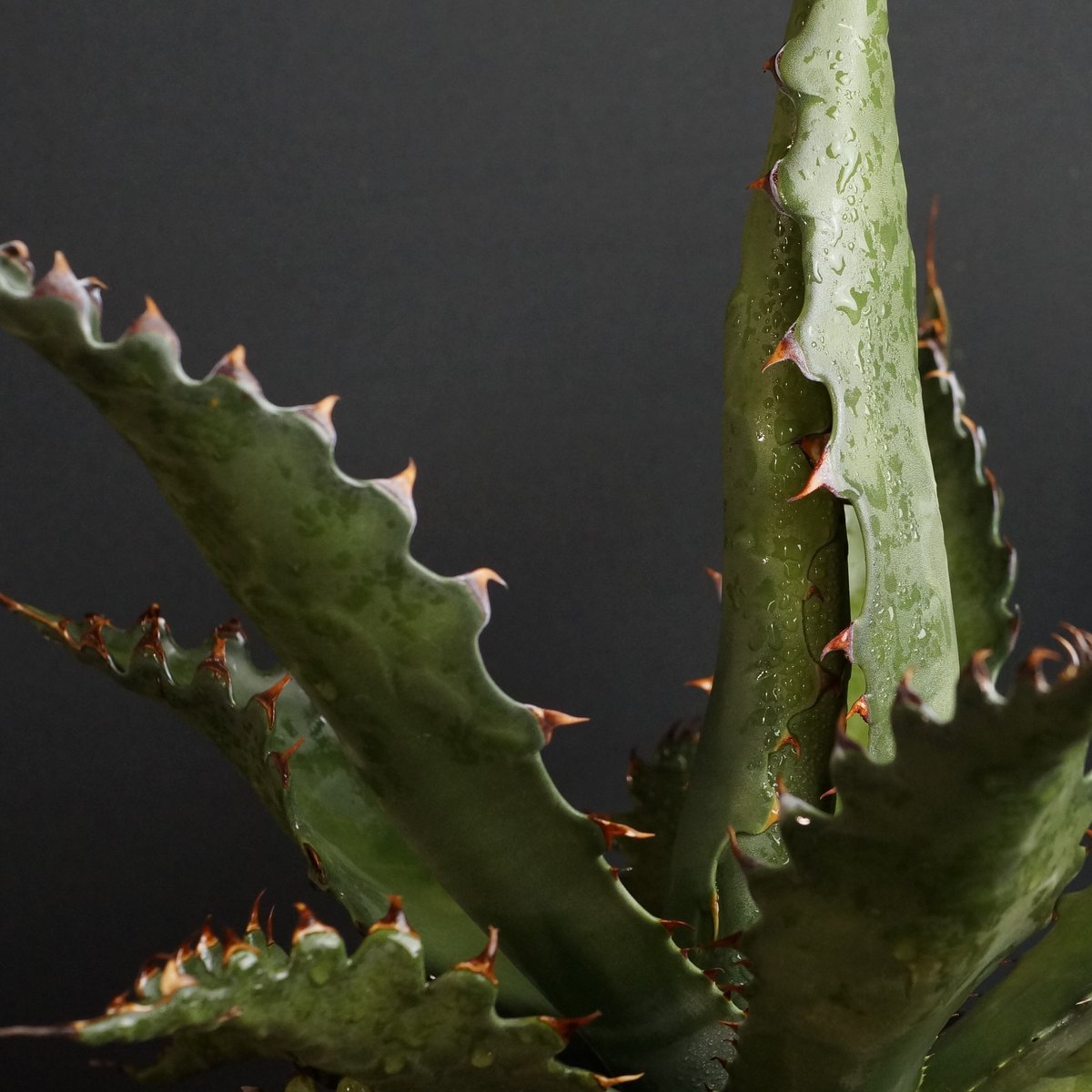Agave gentryi 'Jaws' Agave gentryi 'Jaws'