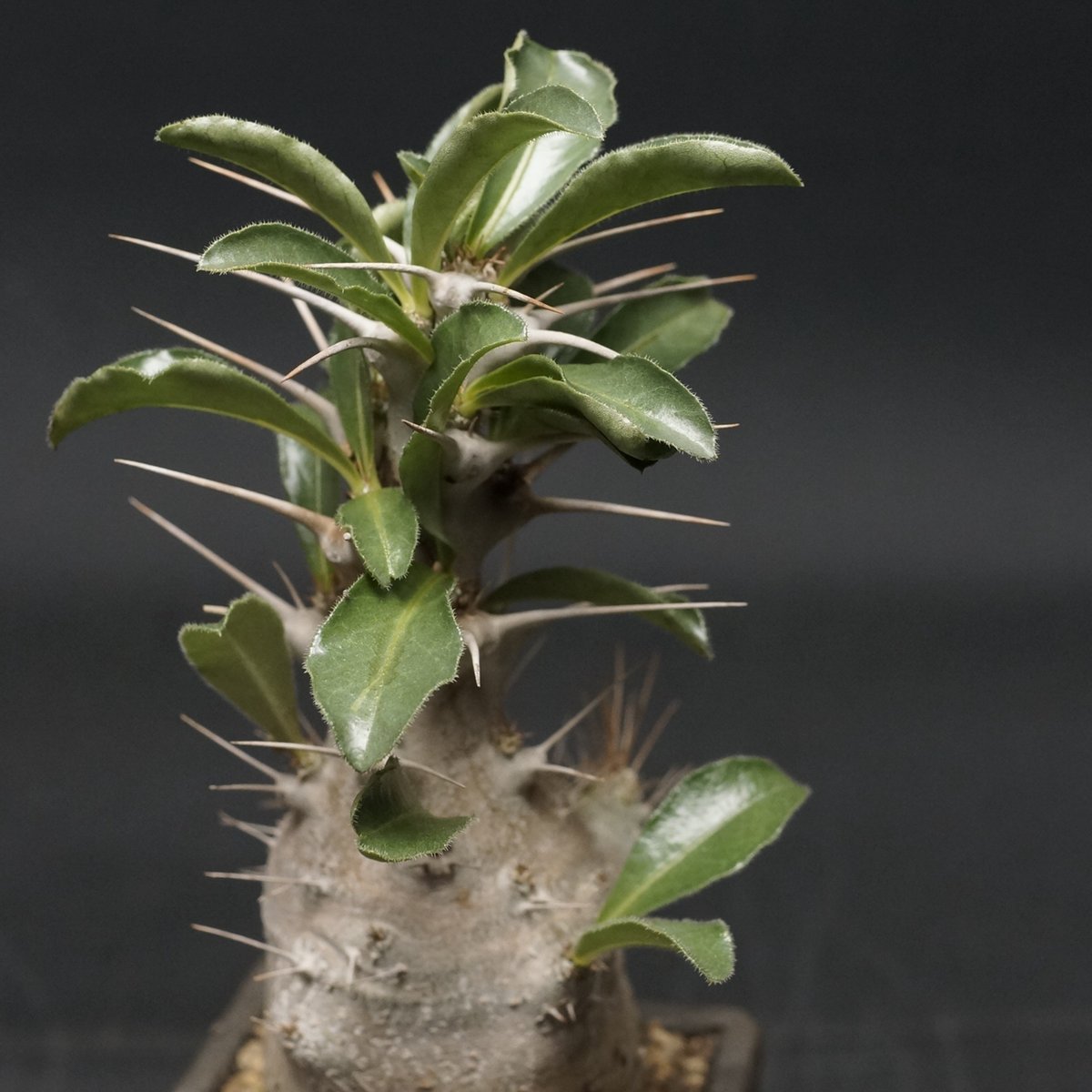 Pachypodium saundersii