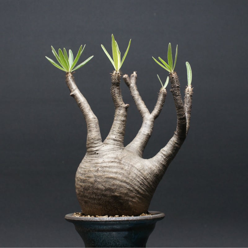 パキポディウム グラキリス 