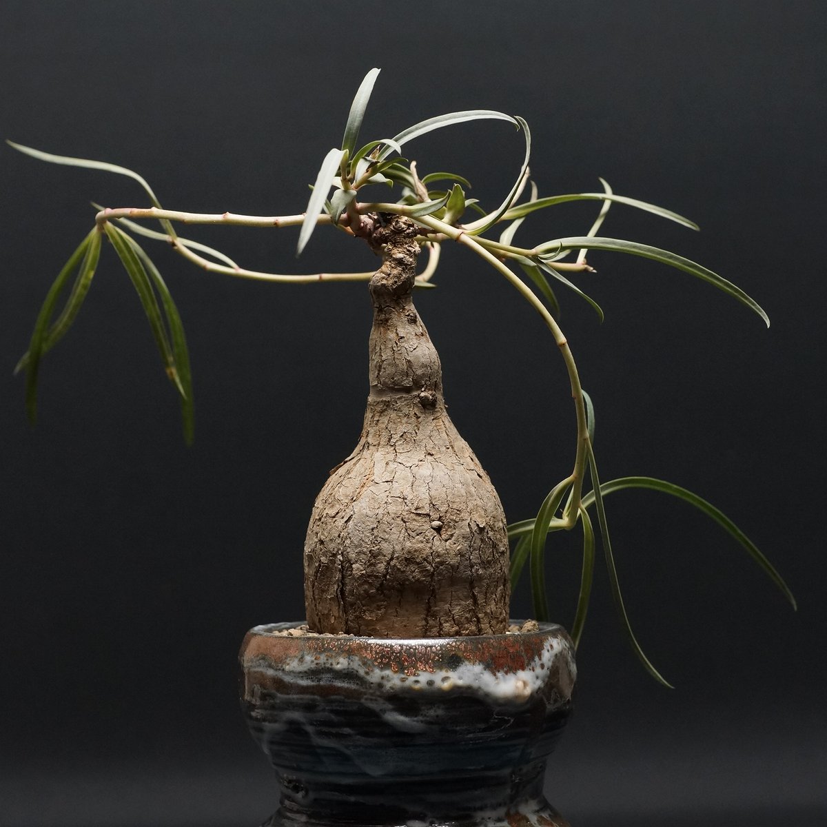 Euphorbia trichadenia