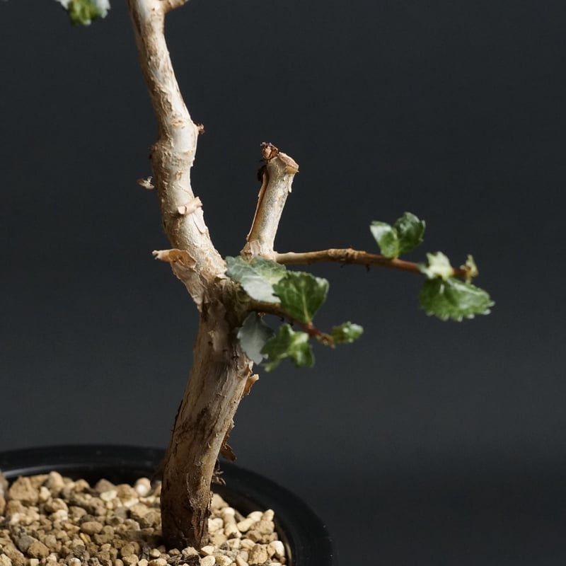 Commiphora wightii