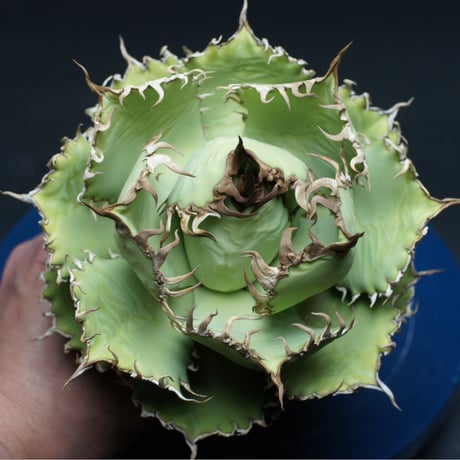 アガベ チタノタ【フィリグリー】 "Agave titanota" 管理2667