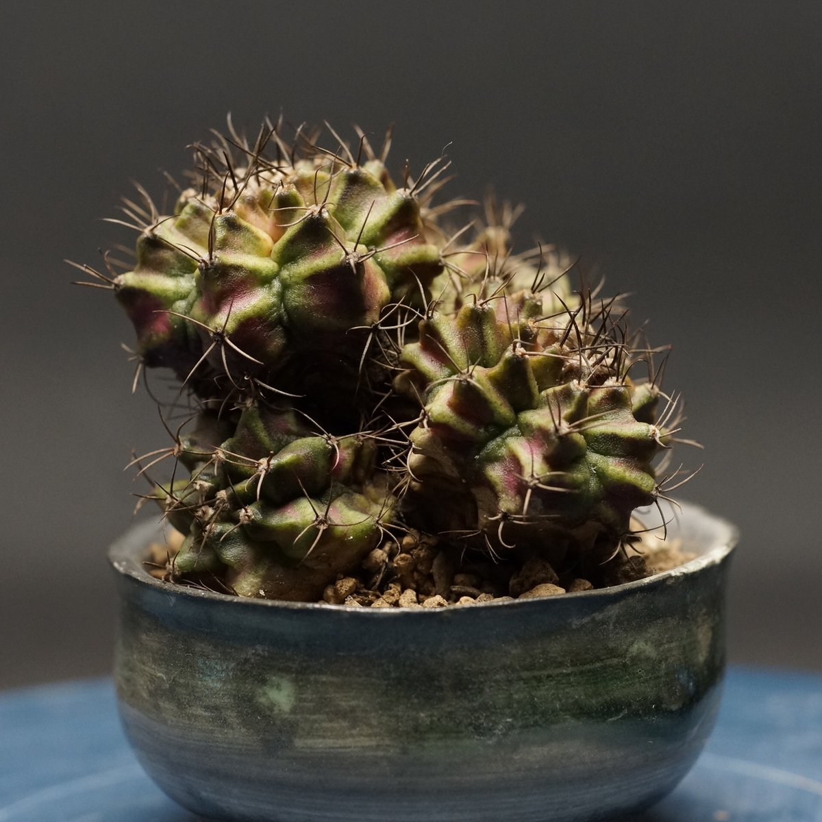 Gymnocalycium