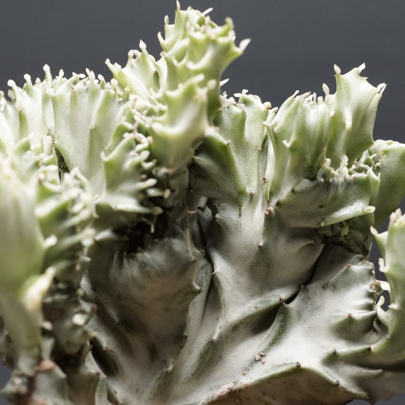 Euphorbia lactea