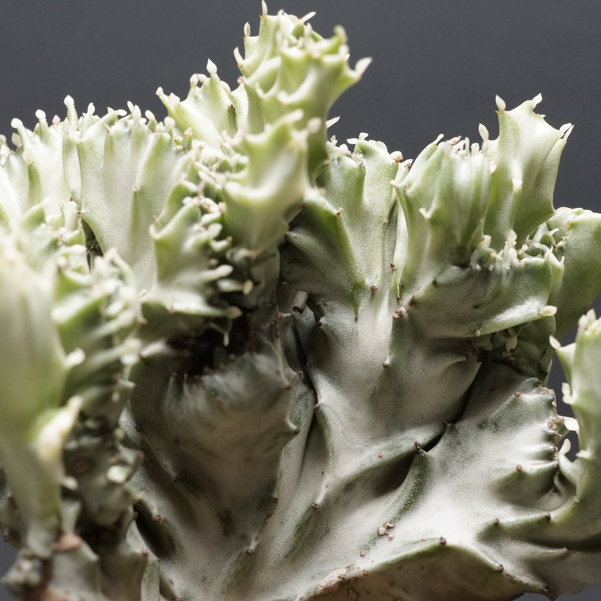 特大 Euphorbia lactea 綴化 斑入り 鉢のまま発送 コーデックス