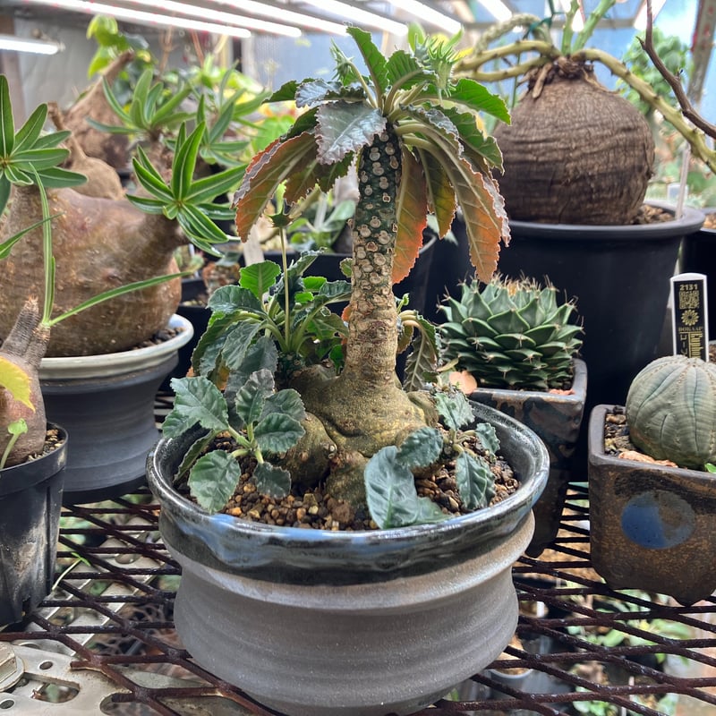 Dorstenia foetida