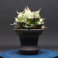 アガベ チタノタ【シーザー】 "Agave titanota" 管理2595