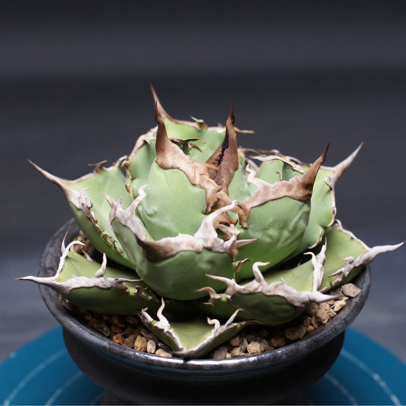 アガベ チタノタ【阿修羅】 