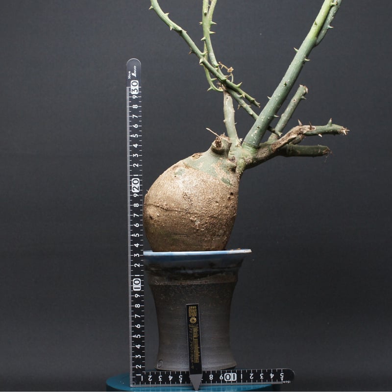 アデニア プセウドグロボーサ 