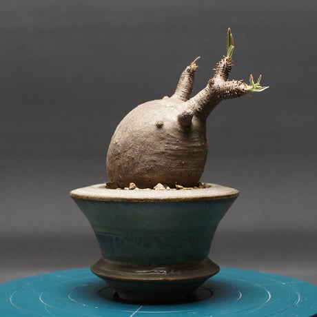 ベアルート | STORES