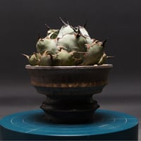 Agave Ripple Effect