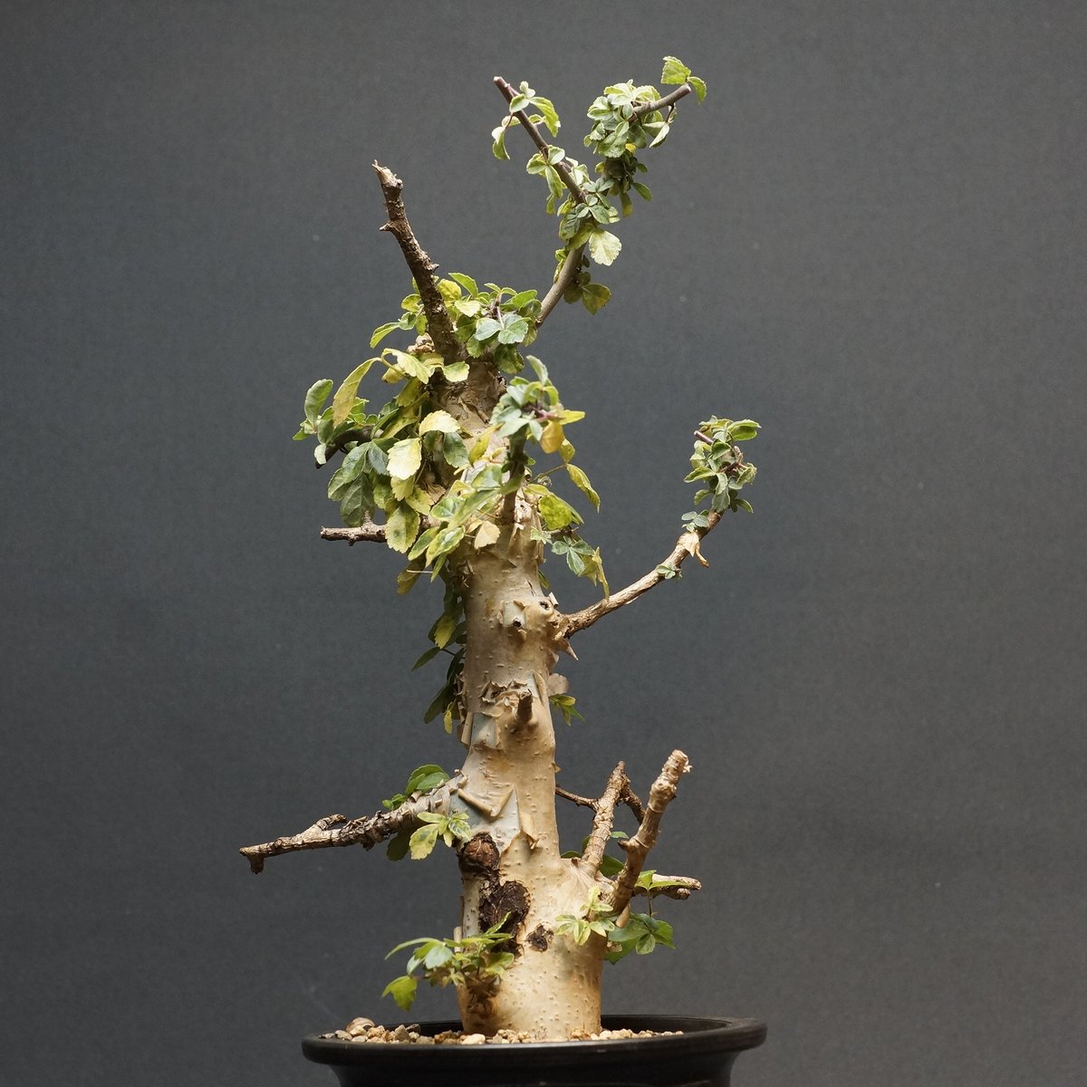 コミフォラ カタフ ターカネンシス Commiphora kataf Commiphora kataf var. turkanensis