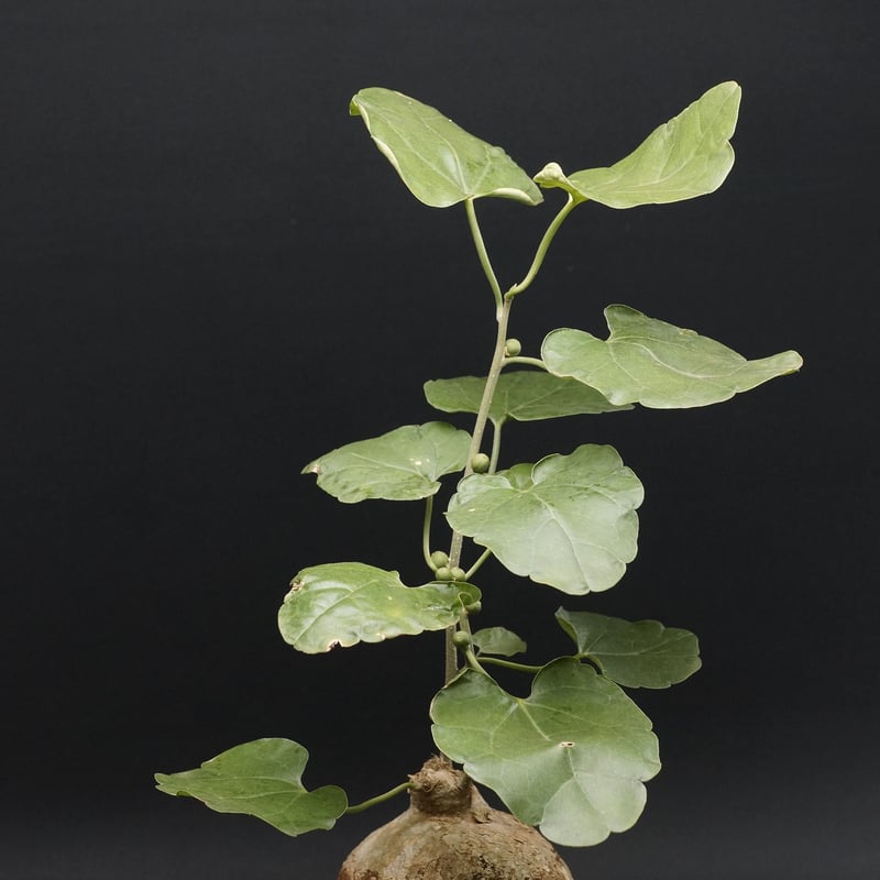 Pyrenacantha malvifolia Pyrenacantha malvifolia