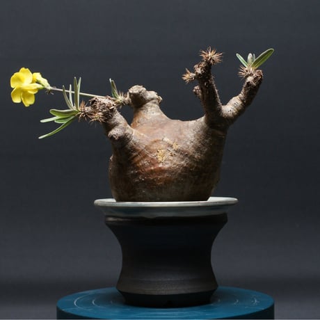 ベアルート | STORES