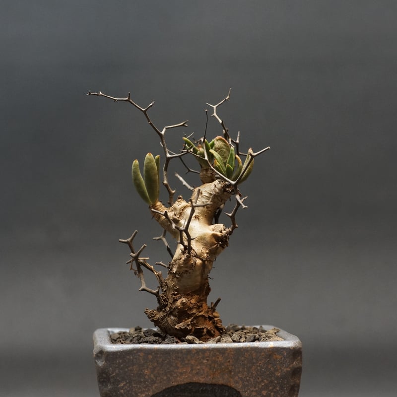 Tylecodon reticulatus