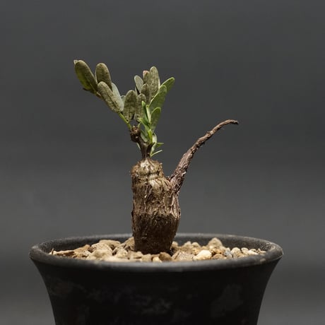 センナメリディオナリス