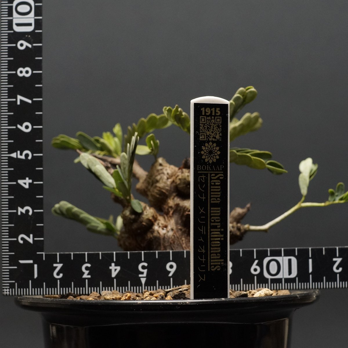 センナ メリディオナリス 大株 国内管理4年 センナ・メリディオナリス