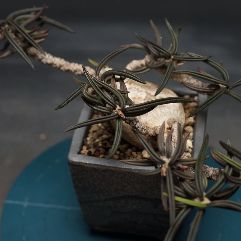 Euphorbia cylindrifolia