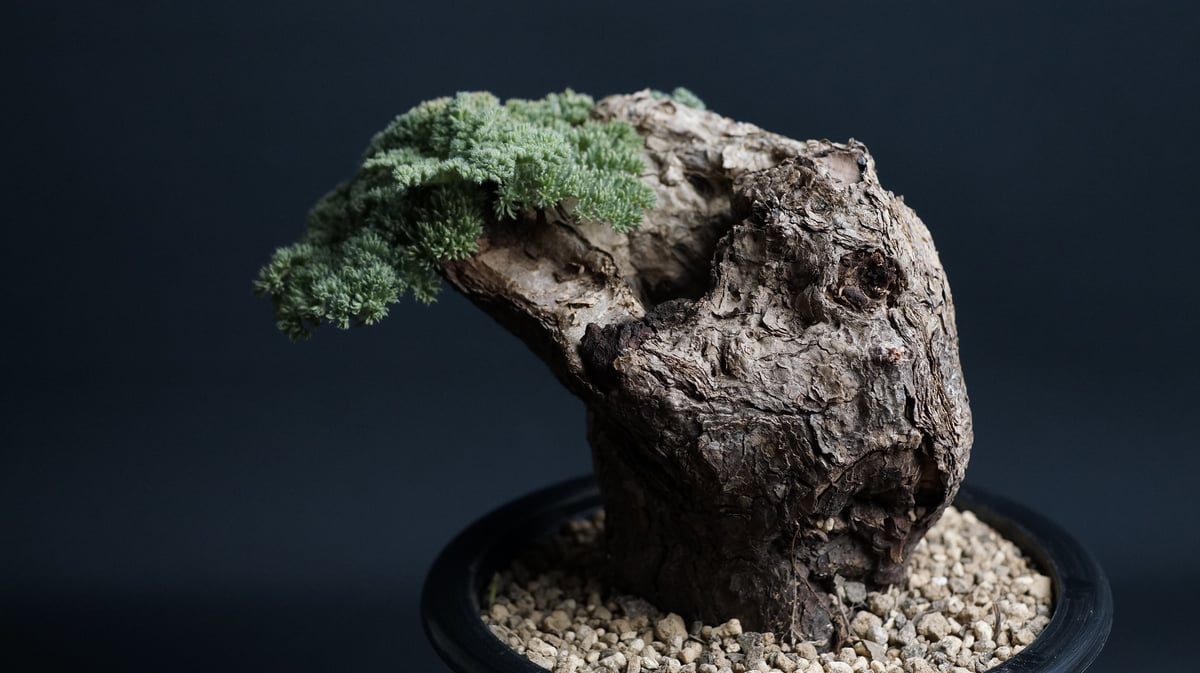 pelargonium triste