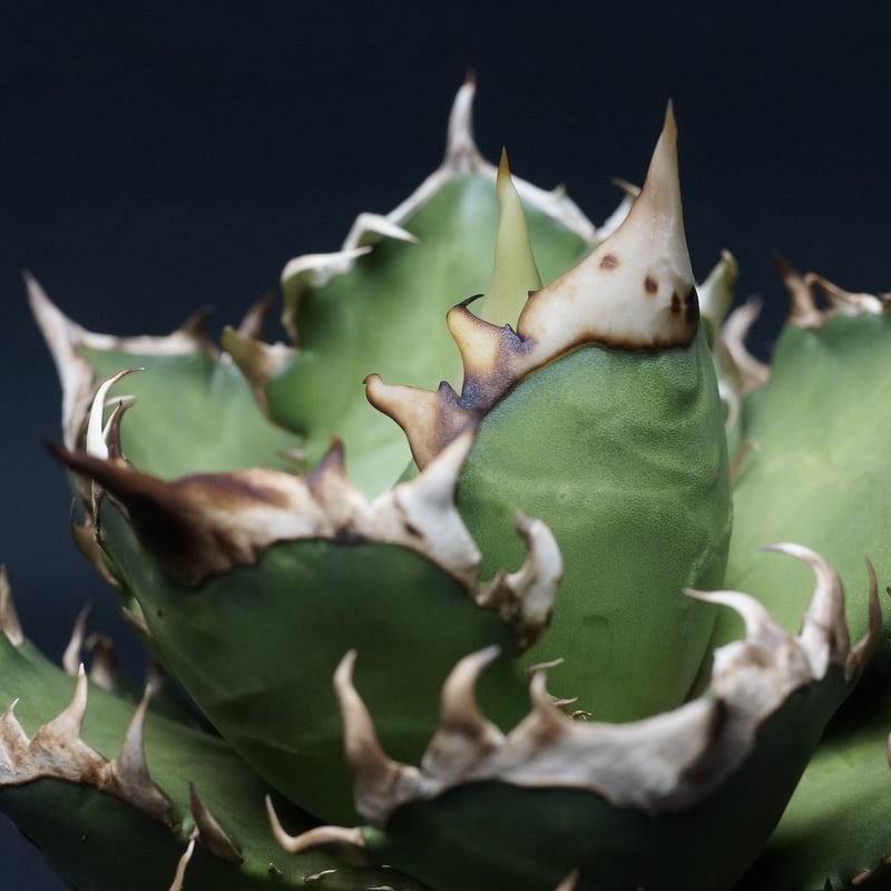 Agave まっ titanota