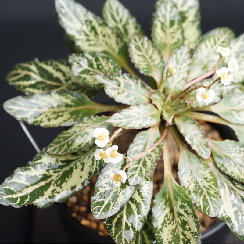 Euphorbia fish bone