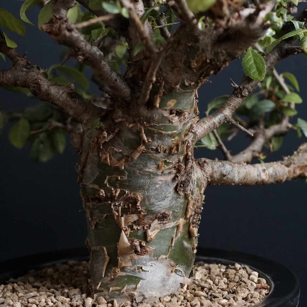 Commiphora incisa Commiphora incisa