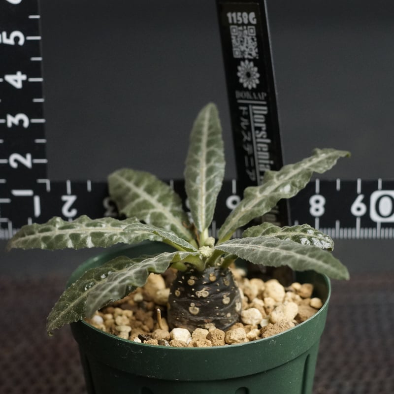 Dorstenia lancifolia