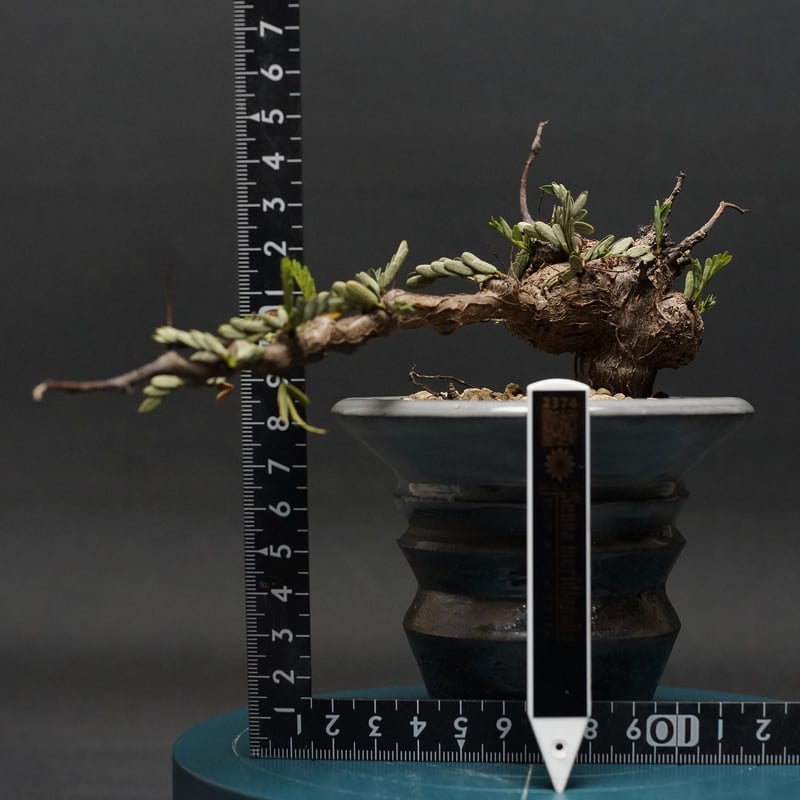 B Sennameridionalis-センナ・メリディオナリス 海外実生発根済 センナ メリディオナリス 海外実生 発根済 200 センナ・メリディオ