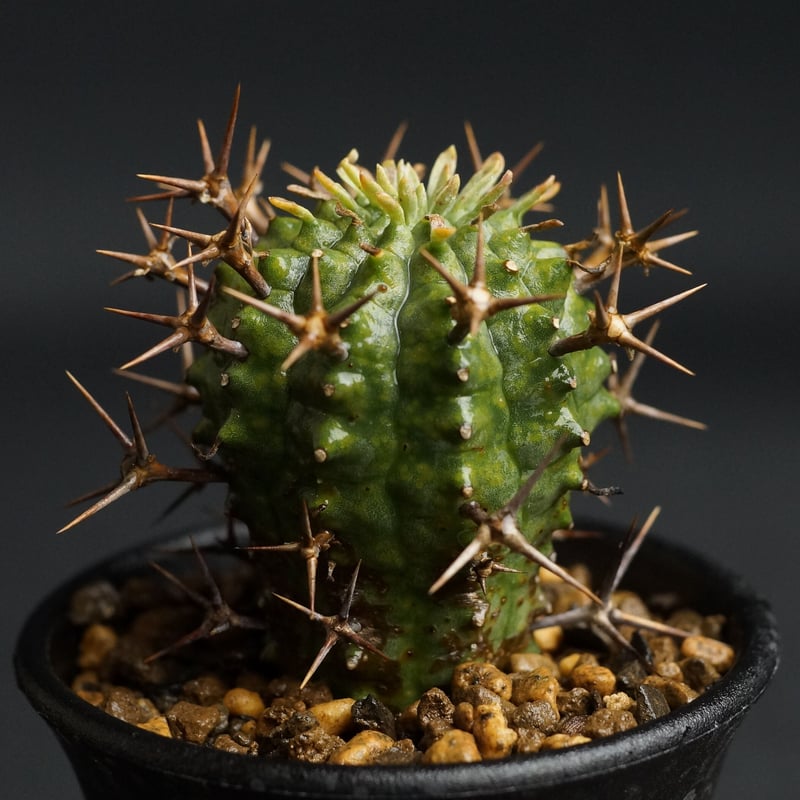 Euphorbia stellispina