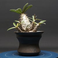 パキポディウム グラキリス "Pachypodium Gracilius" 管理2601