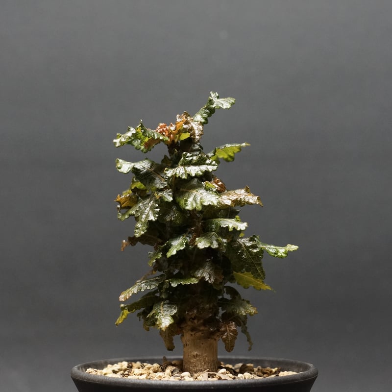 6月入荷 ボスウェリア ナナ 種子10粒 Boswellia nana boswellianana ナナはいいな。美しすぎる。 近日10/20(日)に開催